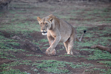 african lion, panthera leo