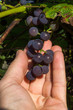 kiść świeżych winogron w dłoni. grapes, hand.