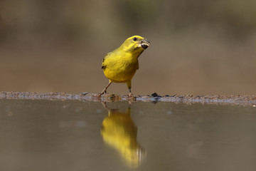 Canvas Print - Bully canary, Serinus sulphuratus