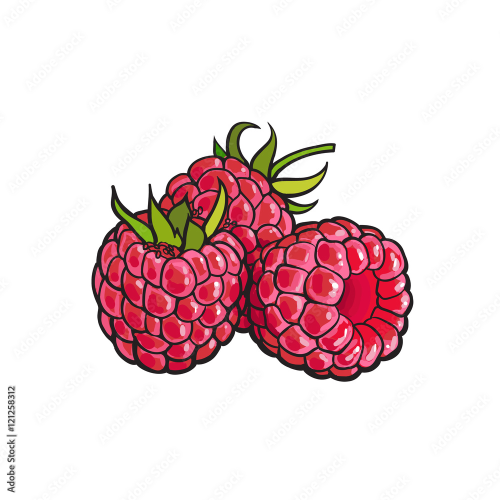 Red Raspberry Illastration Ripe red raspberry, realistic drawing vector illustration isolated on ...
