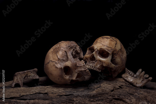 still life with two human skulls