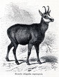 Chamois (Rupicapra rupicapra) (from Meyers Lexikon, 1895, 7/288)