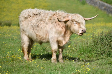 Highland Cow