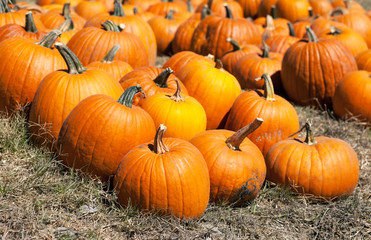 pumpkin patch