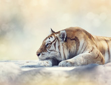 Tiger Resting On A Rock