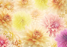 Dahlia Flowers  For Background