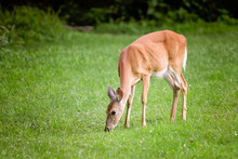 Whitetail Deer Doe Eating Grass