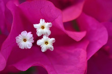 Super Macro Shot Of Flower ( Bougainvillea )for Beautiful Backgr