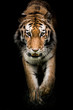 Amur Tiger On the Prowl II