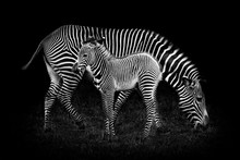 Baby Zebra And Mother