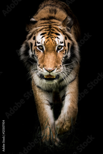 Dekoracja na wymiar  tygrys-na-czarnym-tle