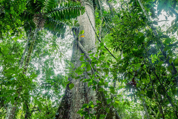 Giant Kapok Tree, Ceiba Pentandra