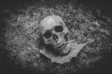 Human Skull Smoking The Cigarette On Grass Background , Vintage Black White Tone , Still Life Photography Style