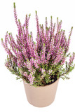 Fototapeta Lawenda - Flowers  of pink Calluna vulgaris in pot on white background