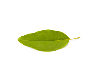 Wall Mural - Green leaf