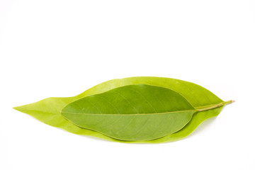 Wall Mural - Green leaf