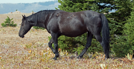 wild horse black band stallion in the arrowhead / pryor mountains in montana – wyoming usa