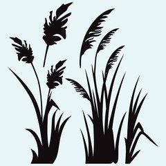 Wall Mural - Silhouette reed isolated on white background