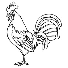 Hand Drawn Illustration Of Black Rooster On White Background