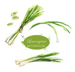 Watercolor hand-drawn lemongrass drawings. Isolated eco natural food herbs illustration on the white background