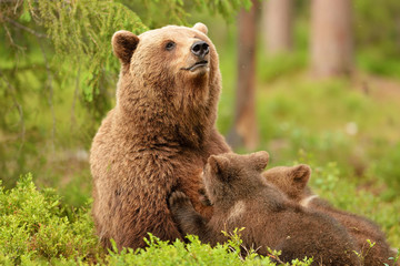 Wall Mural - Bear with cubs. Bear feeding cubs. Bear breastfeeding cubs.