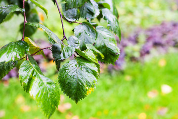 Poster - wet leaves of elm tree in in rainy autumn day