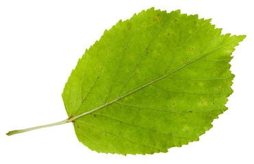 Wall Mural - back side of green leaf of ash-leaved maple tree