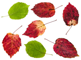 Wall Mural - set from red and green leaves of maple ash tree