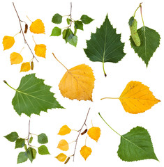 Wall Mural - green and yellow autumn leaves of birch tree