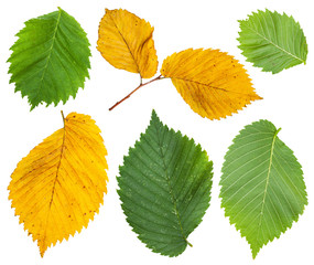 Wall Mural - set from yellow and green leaves of elm tree