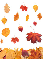 Wall Mural - collage from falling leaves isolated on white