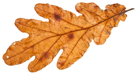 Wall Mural - brown autumn leaf of oak tree isolated