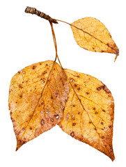 Wall Mural - branch with yellow autumn leaves of poplar tree