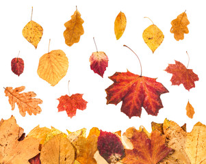 Wall Mural - falling yellow leaves and leaf litter below