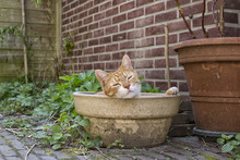 Cat In Empty Pot