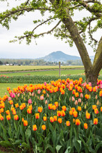 Rural Landscape Orange Tulips Planted Around Tree. Farm Fields And Mountain In Background. Vertical.