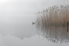 Duck On Misty Lake, Hatchmere, Cheshire, England, United Kingdom