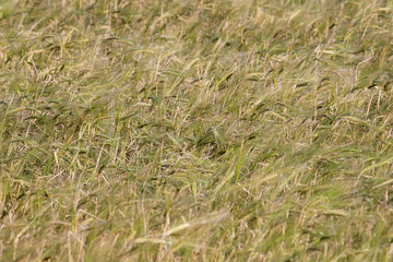 Sticker - field with ears of wheat swaying in the wind