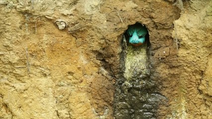 Sticker - Kingfisher in nesting hole. Kingfisher during summer, nest time. Bird Common Kingfisher with fish in bill, sitting on the branch. Summer scene with bird. Beautiful bird in the nature habitat. 