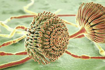 Poster - Black mold fungi Aspergillus, which produce aflatoxins and cause pulmonary infection aspergillosis. 3D illustration