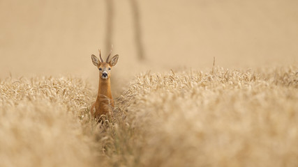 Roe deer in a wheat field looking at the camera