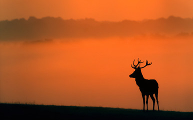 Wall Mural - red deer silhouette in the morning mist