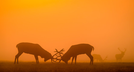 Wall Mural - red deer silhouette in the morning mist fighting