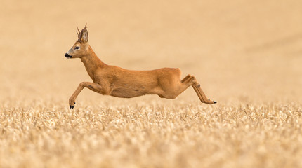 Wall Mural - roe buck deer leaping over a wheat field