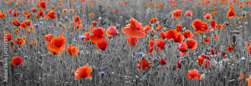 Fototapeta na wymiar poppy field,panorama ,selective color
