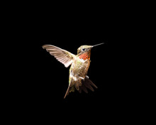 Hummingbird In Flight Isolated On A Black Background