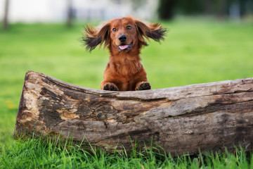 Sticker - funny dachshund dog portrait outdoors