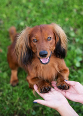 adorable dachshund dog posing outdoors