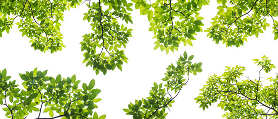 set of branch with leaves isolated on white background