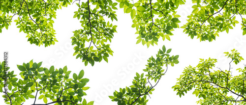 Cuadros en Lienzo set of branch with leaves isolated on white background